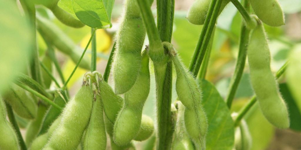 Jedzenie imbiru na wiosnę ma zbyt wiele zalet